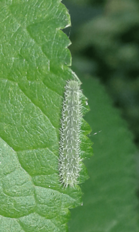 Larve di Tenthredinidae (Pareophora pruni)?